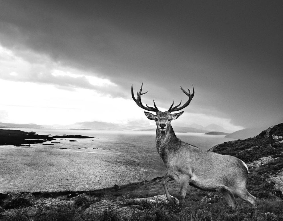 david yarrow fotografia vida silvestre naturaleza moda publicidad 9