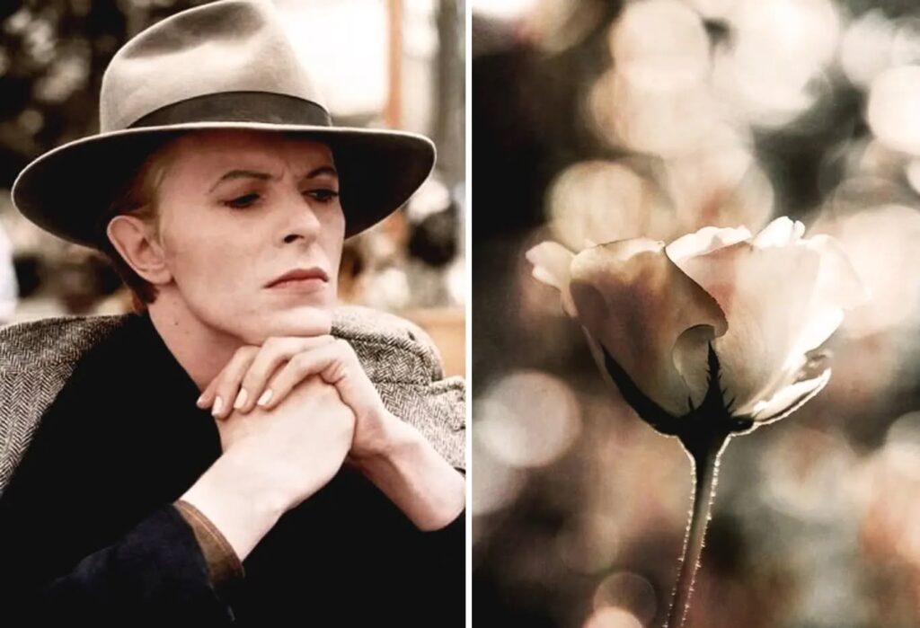 David Bowie and Flowers