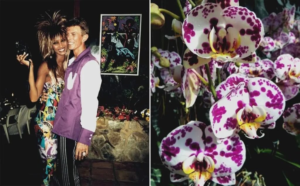 David Bowie and Flowers