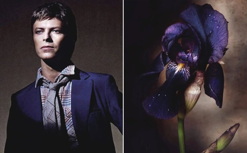 David Bowie and Flowers