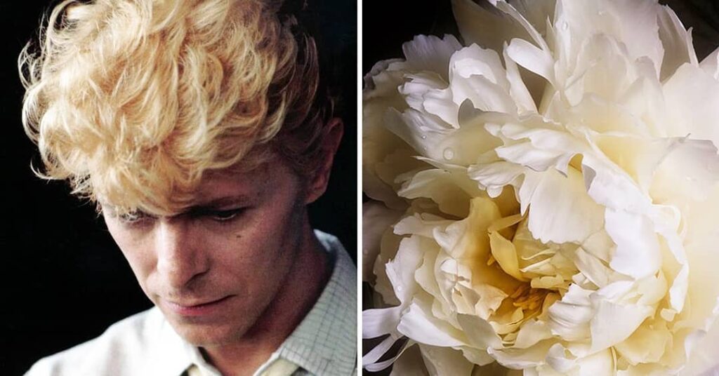 David Bowie and Flowers