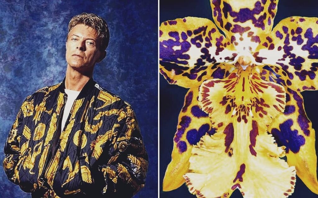 David Bowie and Flowers