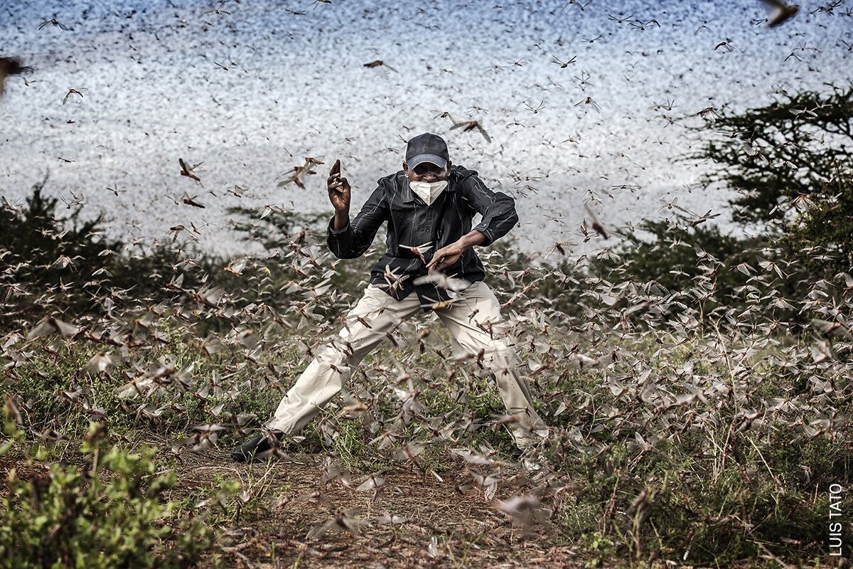 fighting locust invasion in east africa 8e602fa0 1200x800