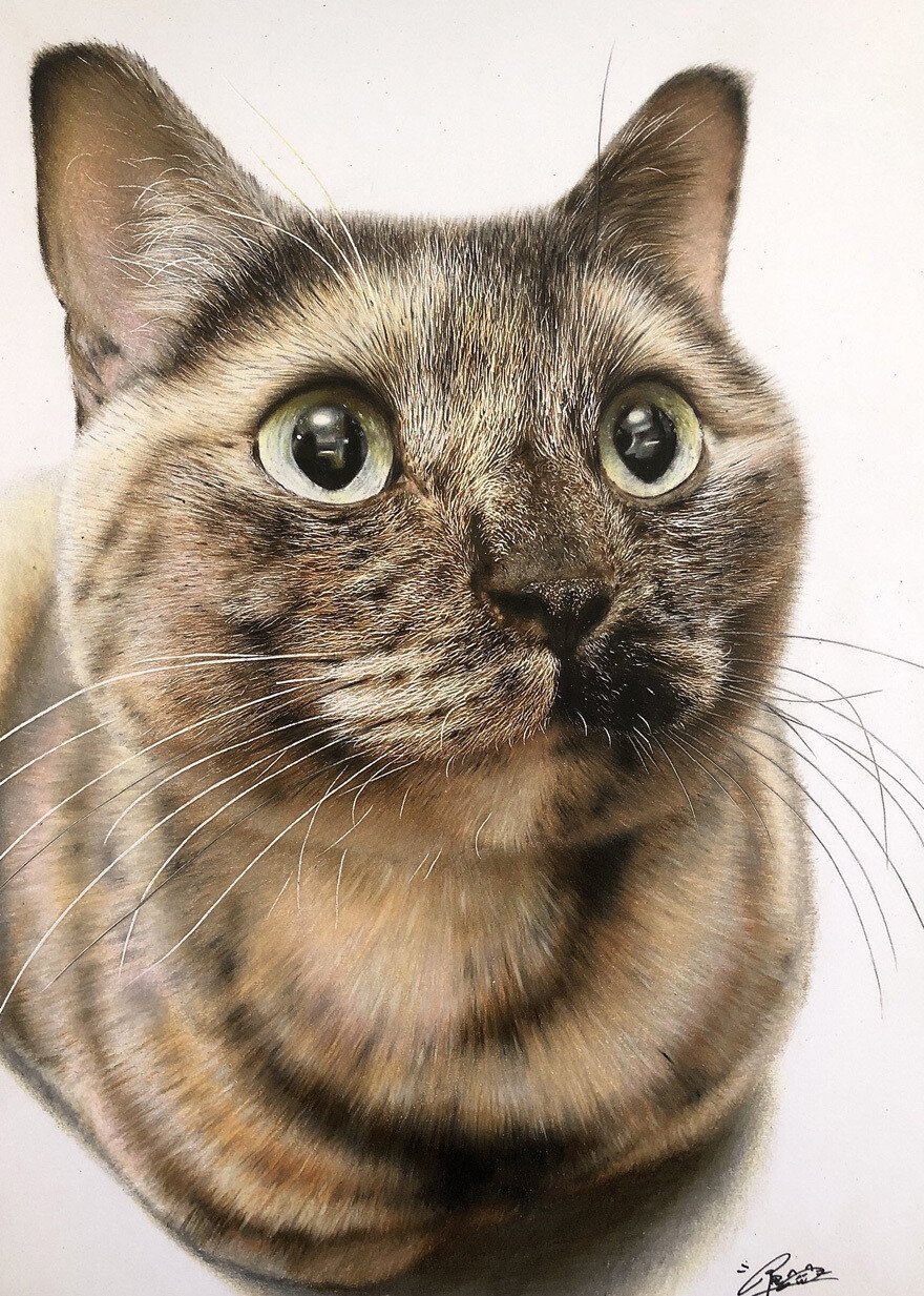 haruki kudo gatos hiperrealismo 3
