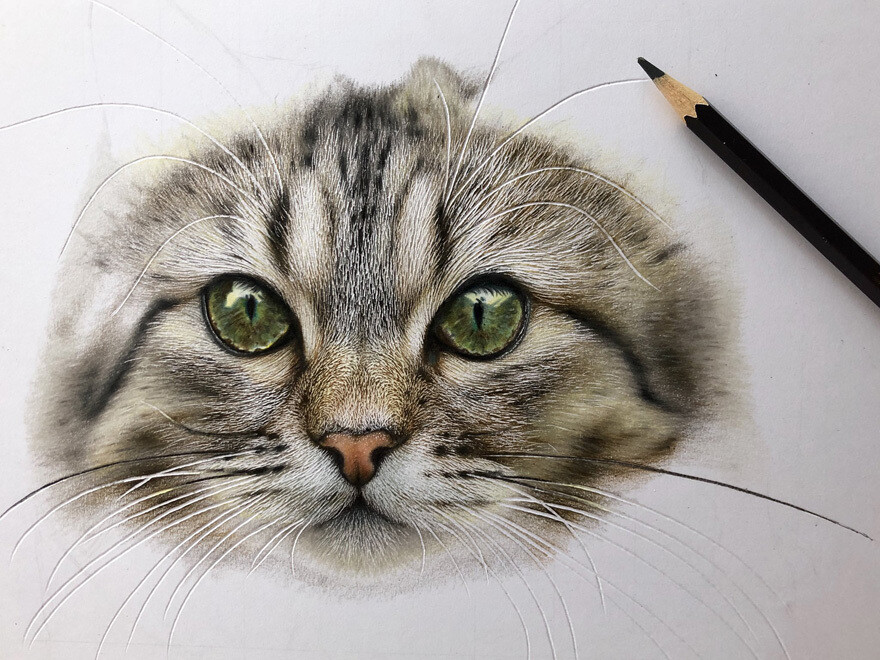 haruki kudo gatos hiperrealismo 8