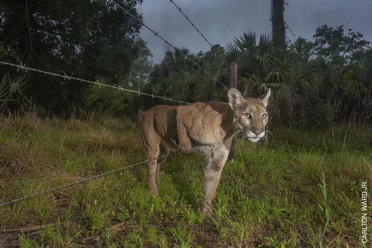 Una pantera atrapada por un alambrada
