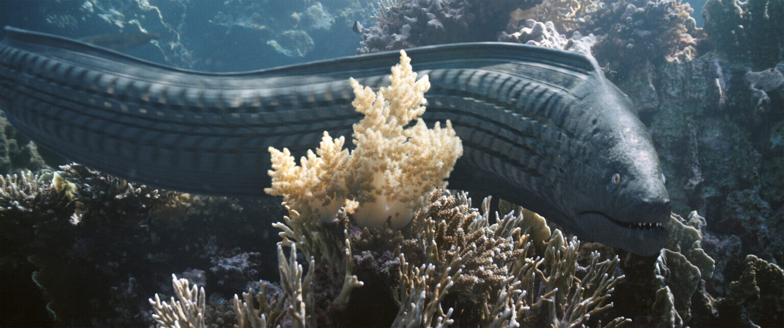the beauty pascal schelbli corto animacion sostenibilidad plastico mar 4