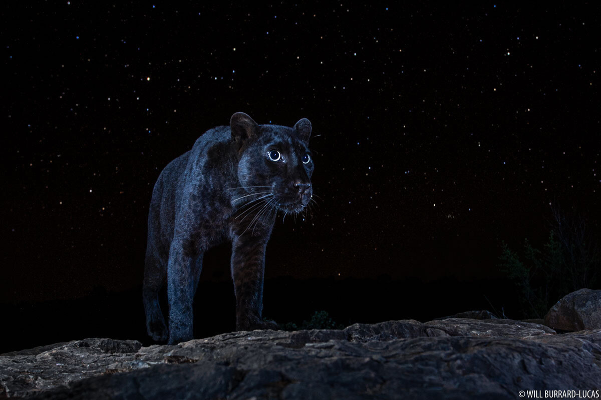 will burrard lucas leopardo negro 4