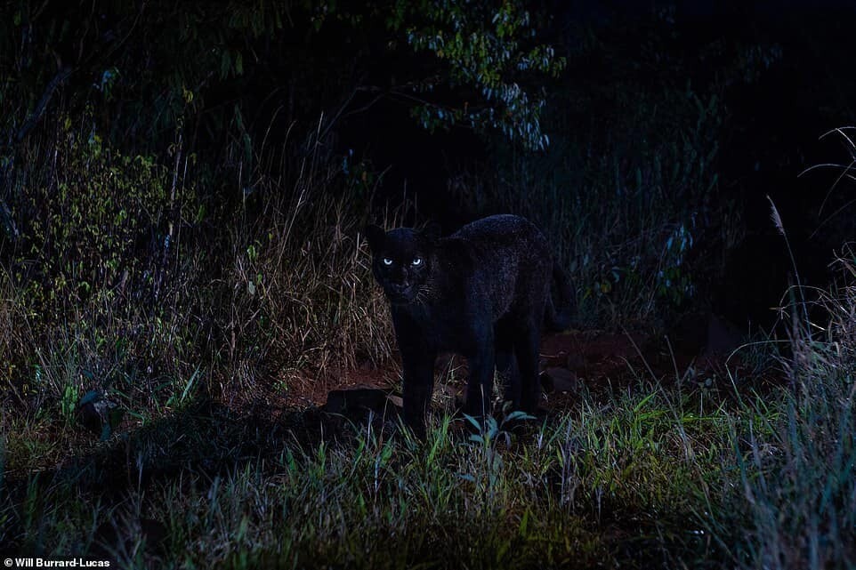 will burrard lucas leopardo negro 4.jpg7