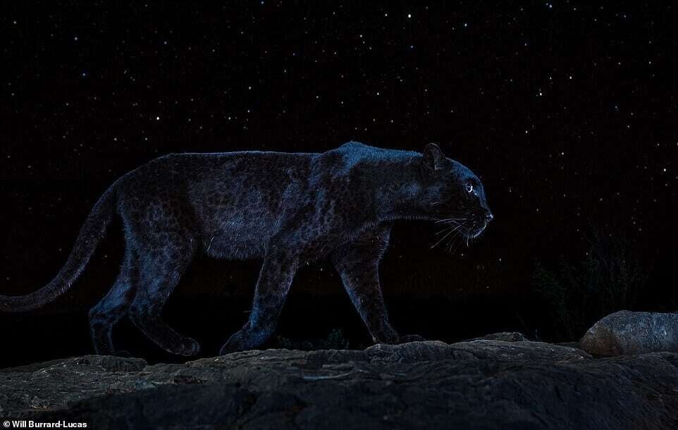 will burrard lucas leopardo negro 4.jpg8
