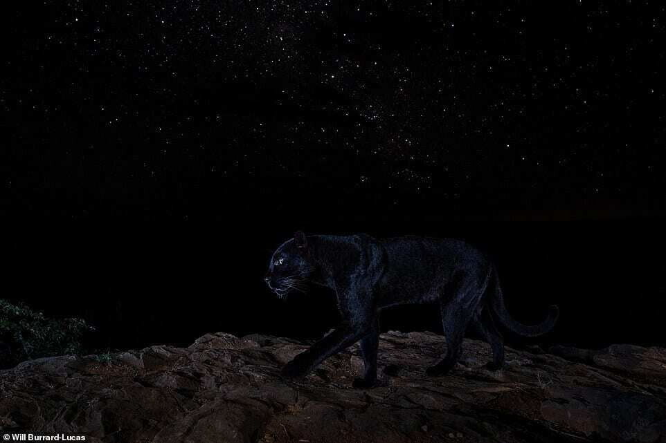 will burrard lucas leopardo negro 5.jpg