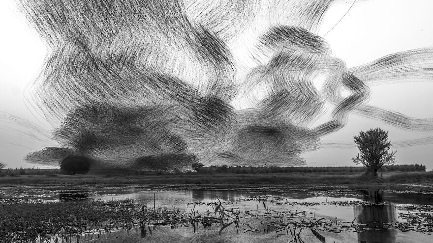 Cuando los pájaros pintan el cielo, un cautivadora serie fotográfica del murmullo de los estorninos