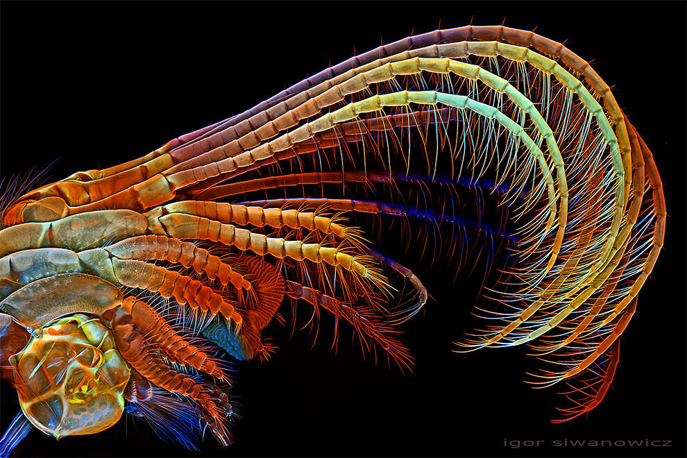 igor siwanowicz microscopio biologia fotografia ciencia 10