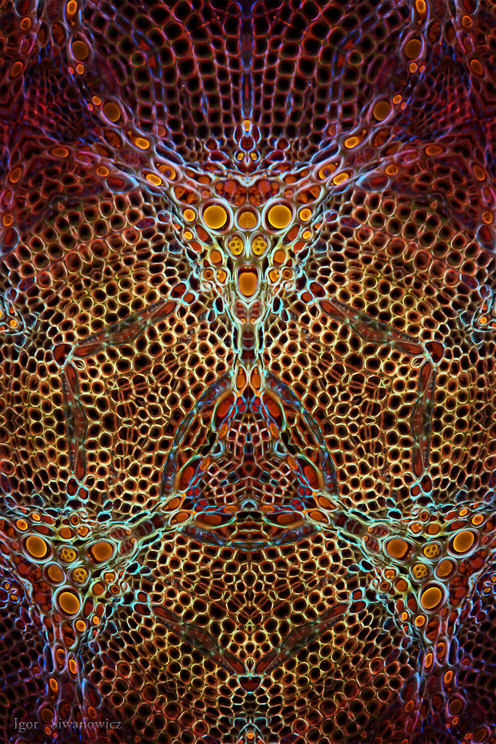 igor siwanowicz microscopio biologia fotografia ciencia 12