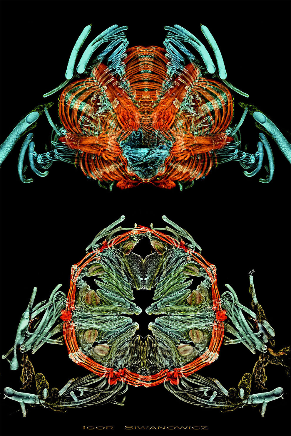 igor siwanowicz microscopio biologia fotografia ciencia 14