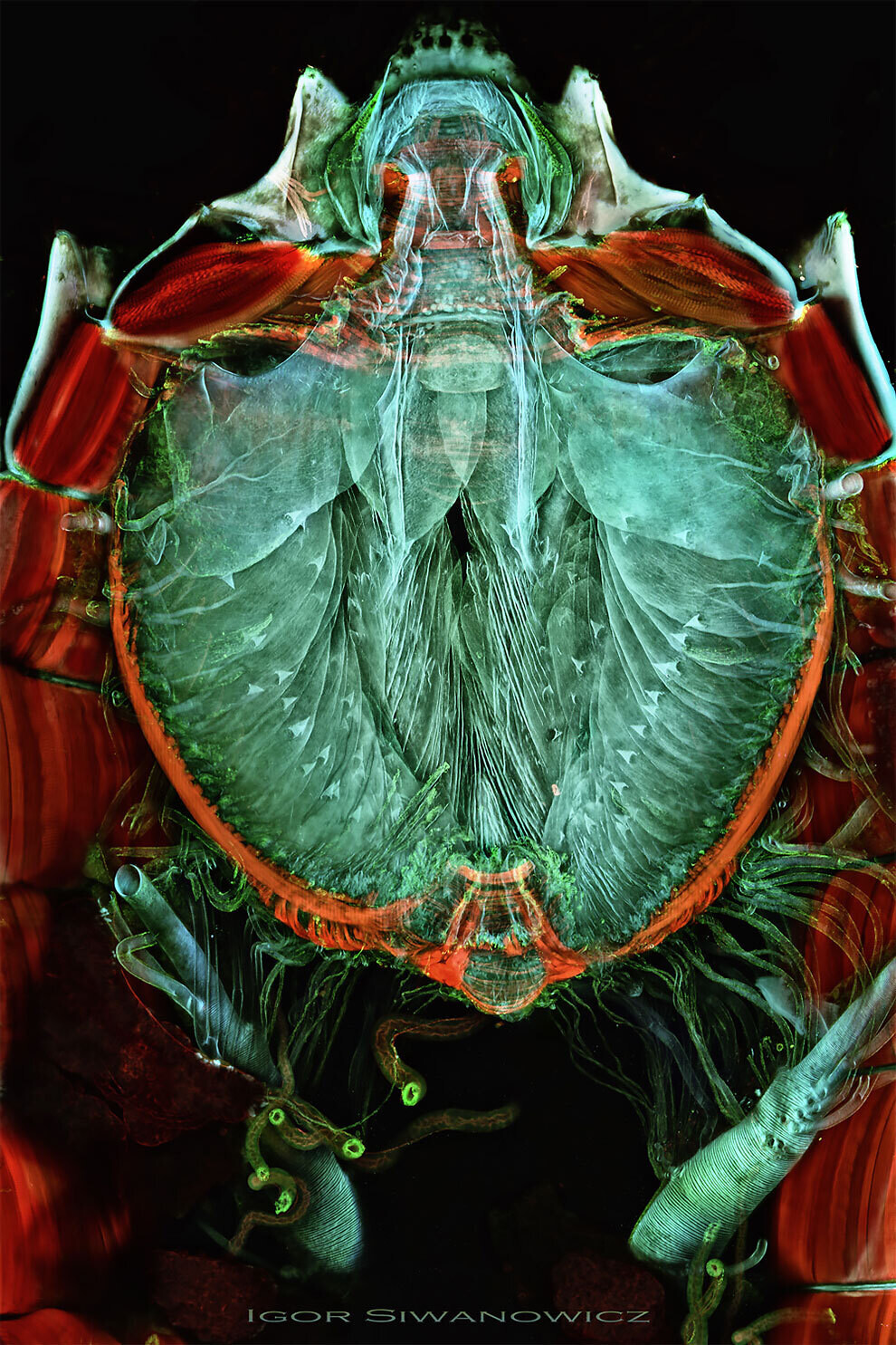 igor siwanowicz microscopio biologia fotografia ciencia 15