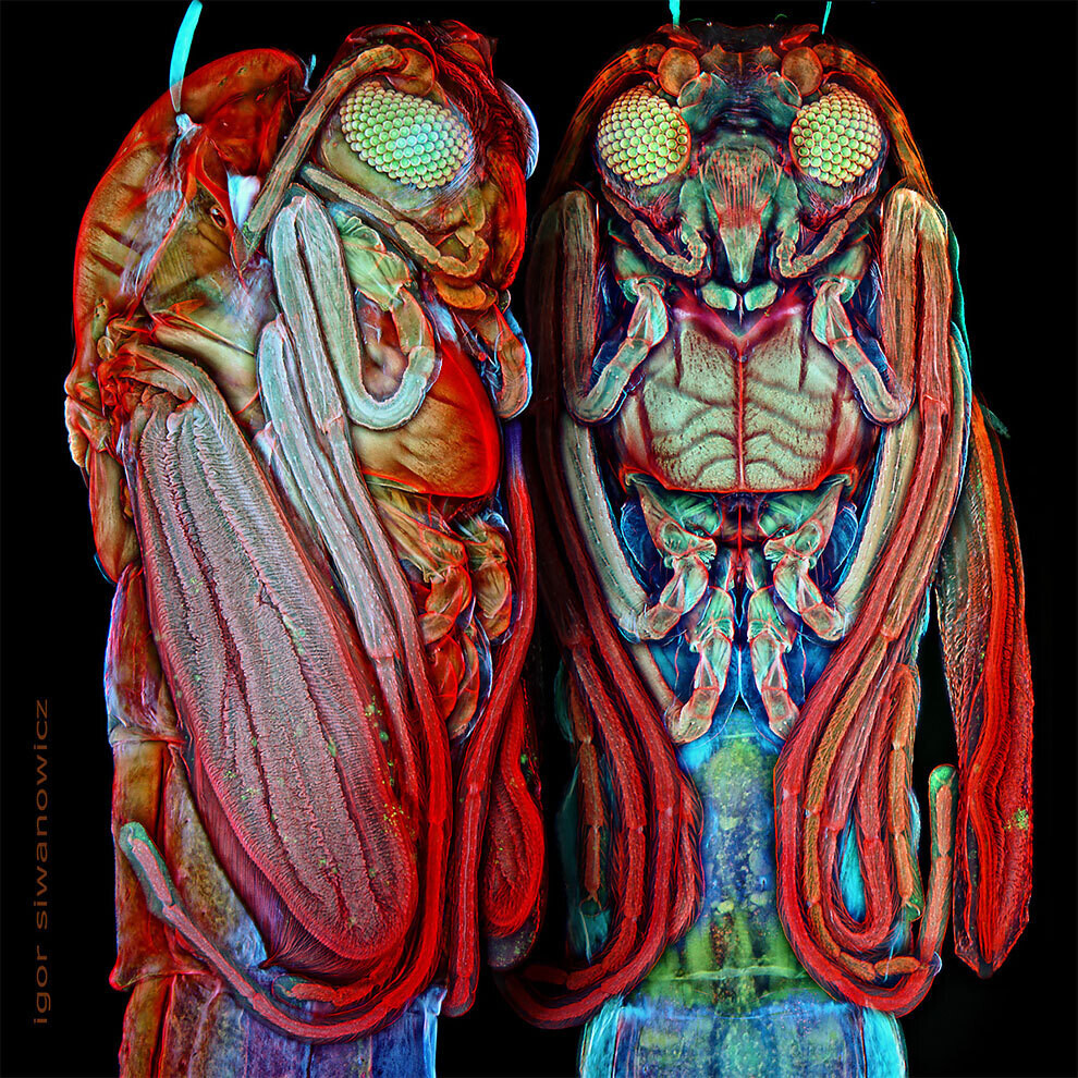 igor siwanowicz microscopio biologia fotografia ciencia 2