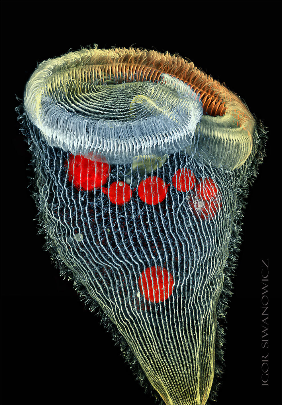 igor siwanowicz microscopio biologia fotografia ciencia 3