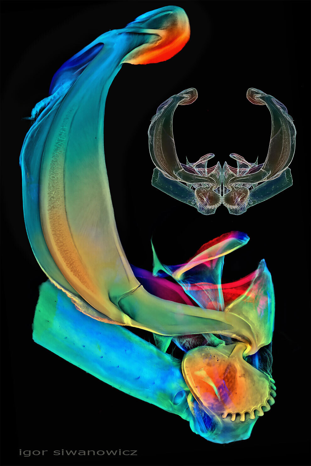 igor siwanowicz microscopio biologia fotografia ciencia 6