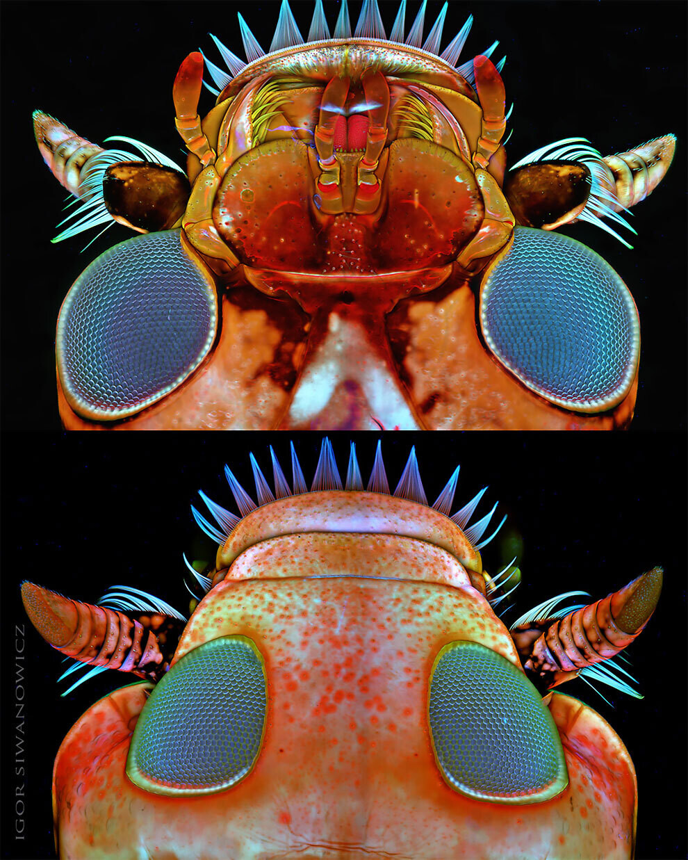 igor siwanowicz microscopio biologia fotografia ciencia 7