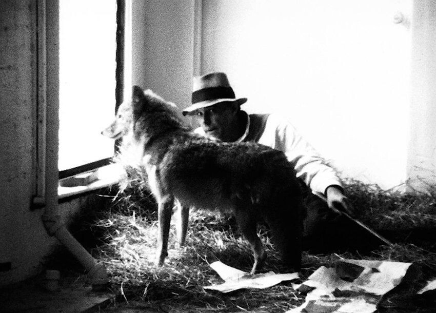 Joseph Beuys junto a Little John, un coyote salvaje vivo. Joseph Beuys, I Like America and America Likes Me, 1974. © Artists Rights Society (ARS), New York / VG Bild-Kunst Bonn, Germany. Courtesy of SFMoMA