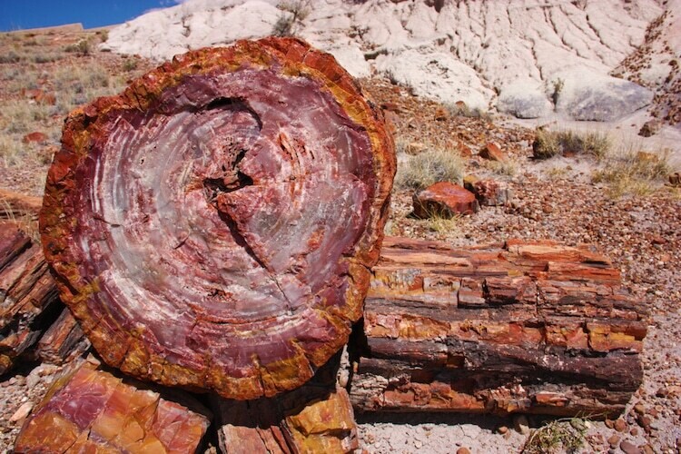 the petrified forest national park naturaleza paisaje 2