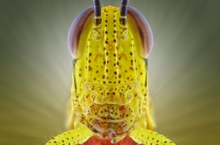 fotografías insectos corta distancia 1