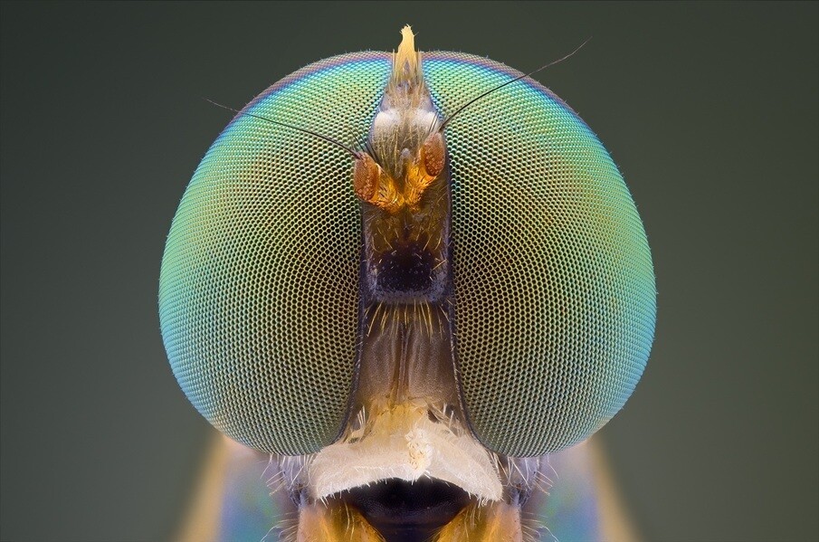 fotografías insectos corta distancia 10