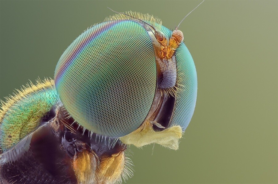 fotografías insectos corta distancia 11