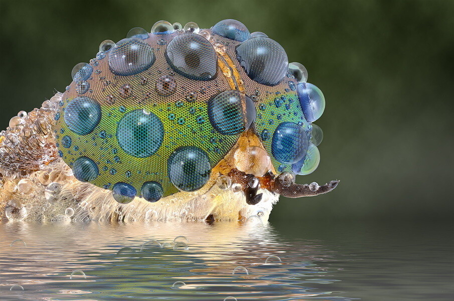 fotografías insectos corta distancia 12