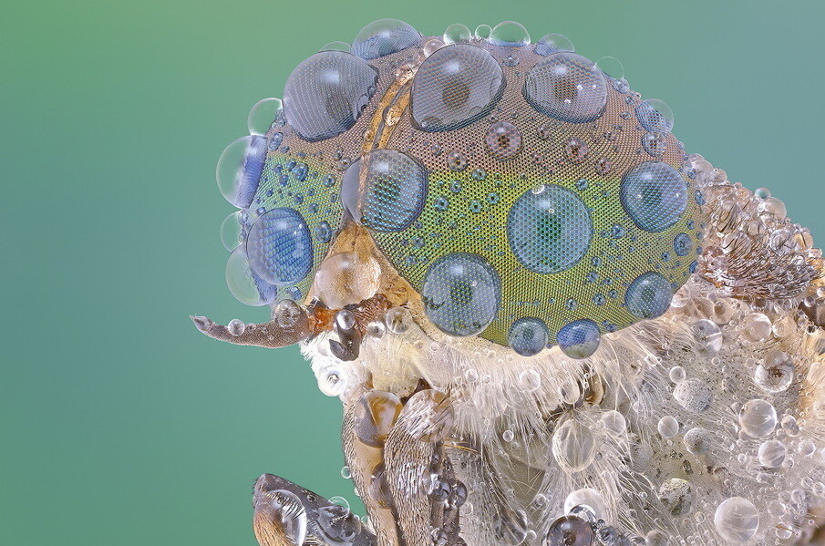 fotografías insectos corta distancia 14