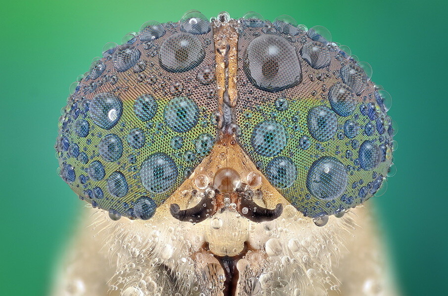 fotografías insectos corta distancia 15