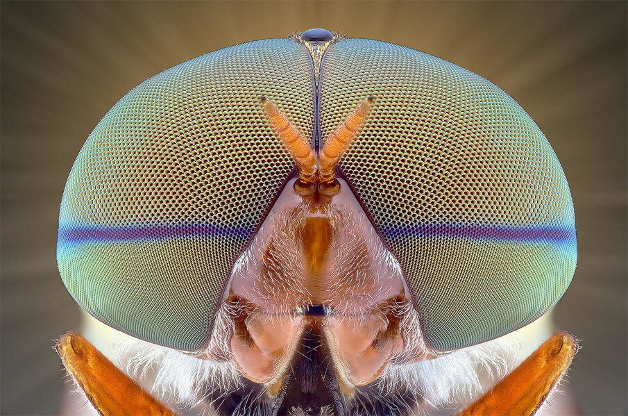 fotografías insectos corta distancia 16