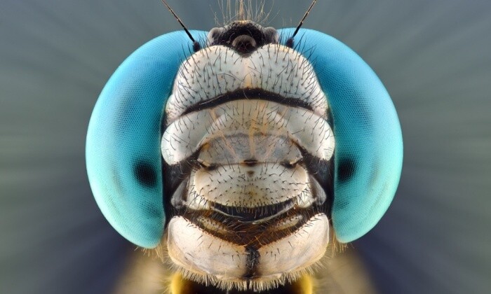fotografías insectos corta distancia 17