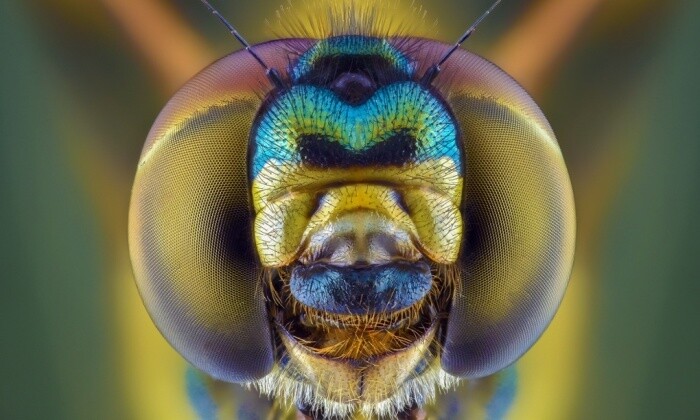fotografías insectos corta distancia 18