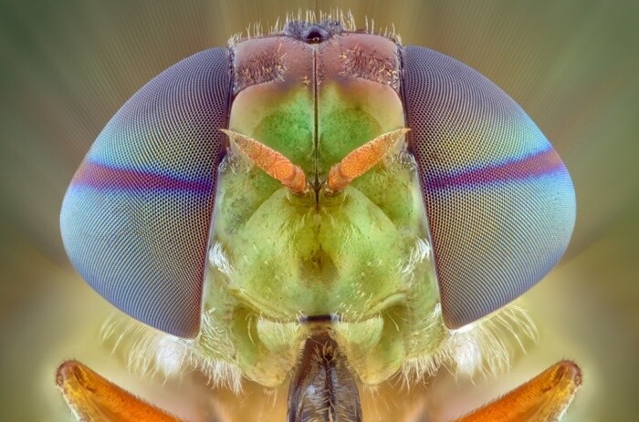 fotografías insectos corta distancia 19
