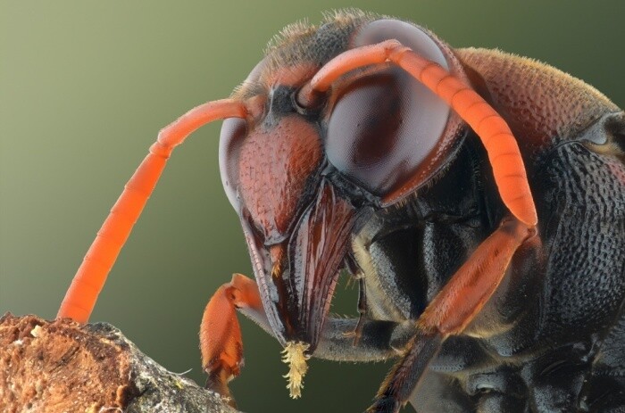 fotografías insectos corta distancia 2