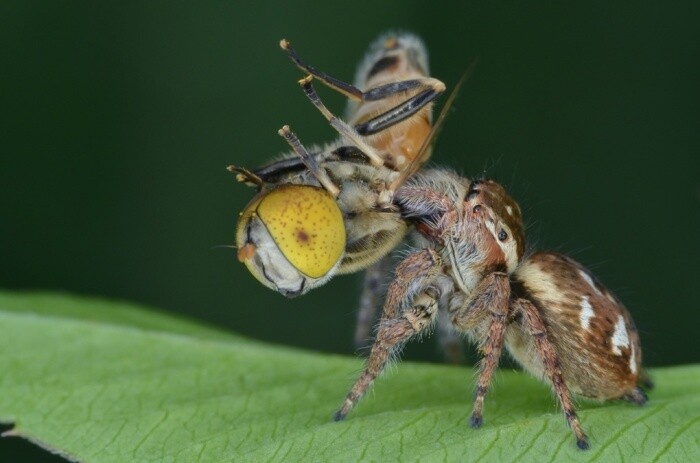 fotografías insectos corta distancia 20