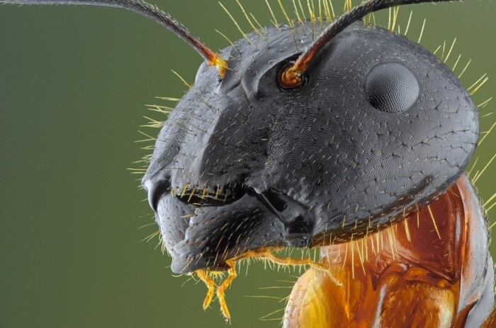 fotografías insectos corta distancia 21