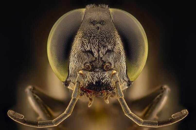 fotografías insectos corta distancia 22