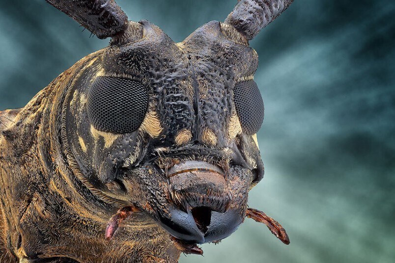 fotografías insectos corta distancia 23