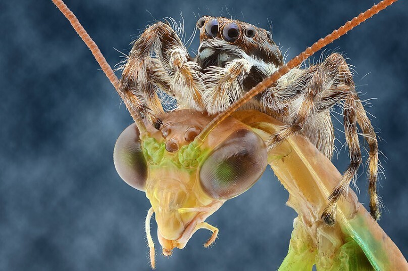 fotografías insectos corta distancia 24