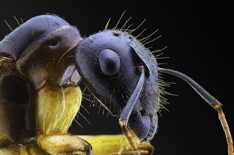 fotografías insectos corta distancia 25