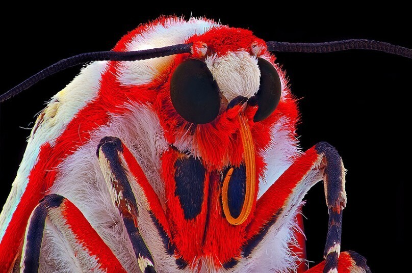 fotografías insectos corta distancia 26