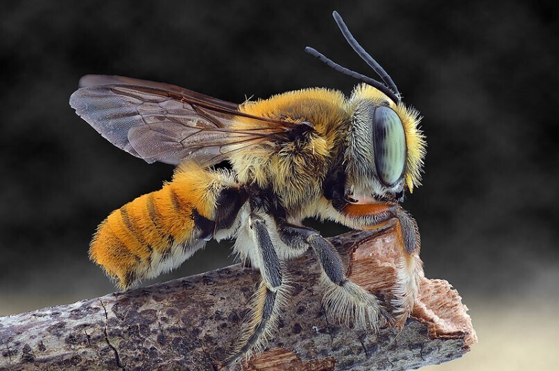 fotografías insectos corta distancia 27