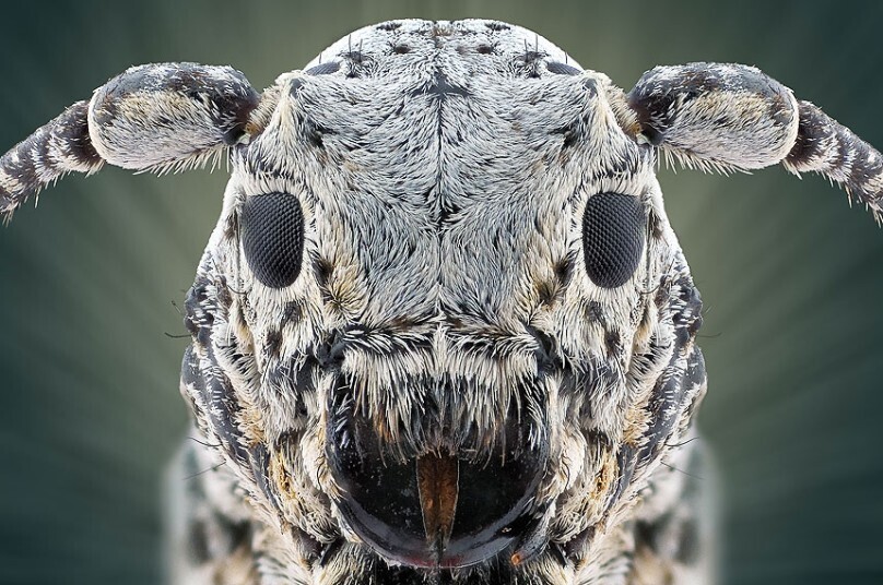 fotografías insectos corta distancia 28