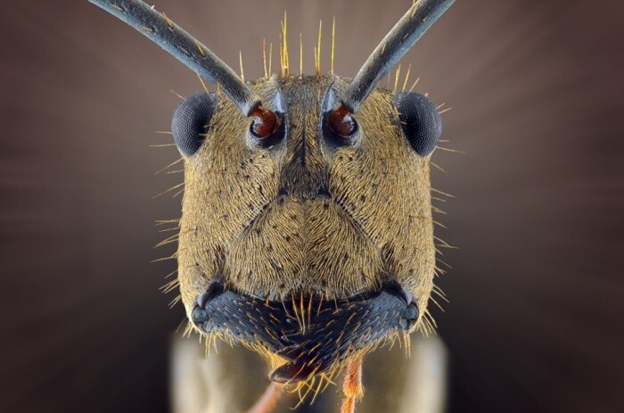 fotografías insectos corta distancia 3