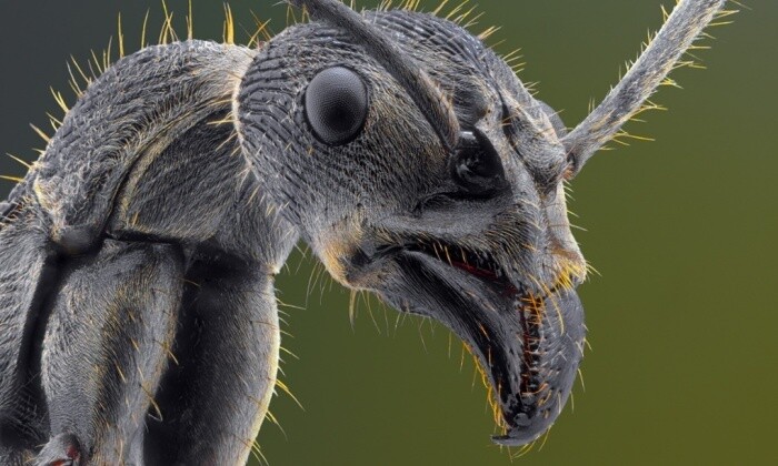 fotografías insectos corta distancia 4
