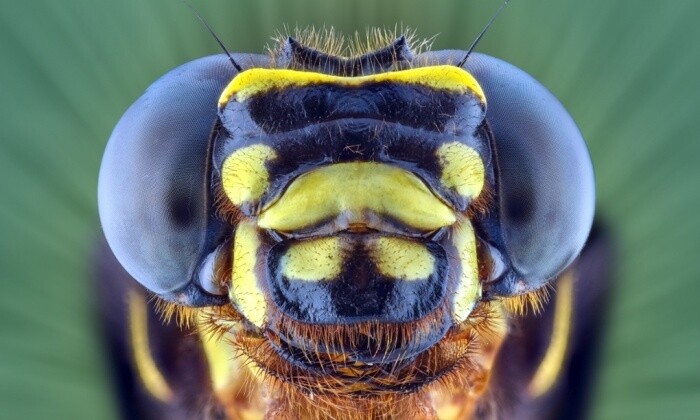 fotografías insectos corta distancia 5