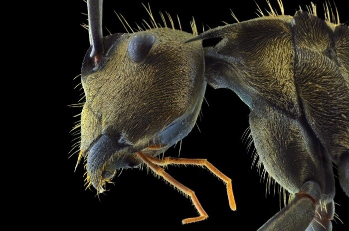 fotografías insectos corta distancia 8